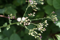 Vernonia cinerea